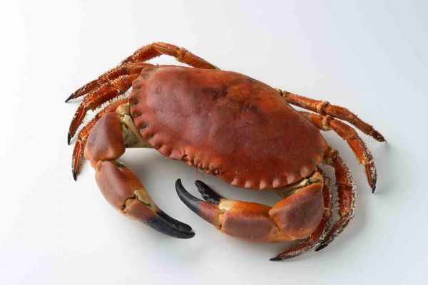 Live Crab 500g